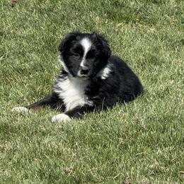 Red collar - Black tri-color Australian Shepherd puppy in Ogden, Utah from Rafter H Aussies
