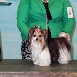 Biewer Terriers from Rose Creek Biewer Terriers