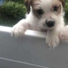 Trent - White and tan male Russell Terrier puppy in Oxnard, California from Awesome Pups