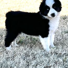 Miniature American Shepherd Puppies from Rikashay Kennels