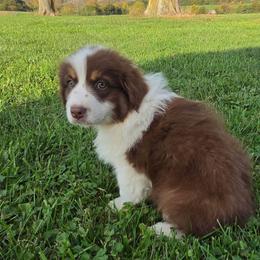 Ells m2 orange - Red tri-color male Australian Shepherd puppy in Arbela, Missouri from County Line Aussies