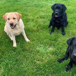 Labrador Retriever All Grown Up from Pendleton Labradors