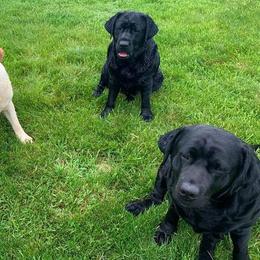 Labrador Retriever All Grown Up from Pendleton Labradors
