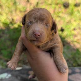 Topanga - Apricot female Cavapoo puppy in Coshocton, Ohio from Forever Family Puppies