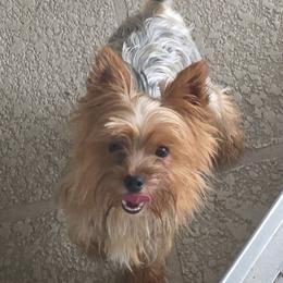 Apollo - Yorkshire Terrier