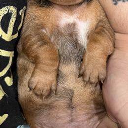 Dachshund Puppies from Witchy Woman’s Wiener’s