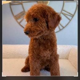 Atlas - Red  male Poodle puppy in South Jordan, Utah from Wasatch Pup