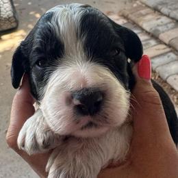 OJ - Black and white male Cavapoo puppy in Blanchard, Oklahoma from Curly Q Cavapoos