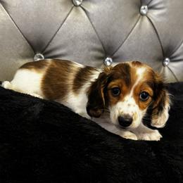 AKC Kumi - Red female Dachshund puppy in Indiana from Dani’s Darling Doxies