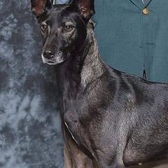 Xoloitzcuintli from Bakari