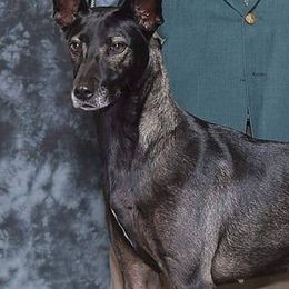 Xoloitzcuintli from Bakari
