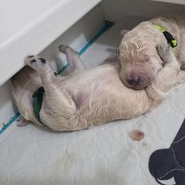 Nicolas - Green Collar - Cream male Goldendoodle puppy in Mullin, Texas from Grosenbacher Goldendoodles
