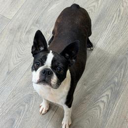 Queso - Boston Terrier