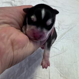 Boy - Black and white male Pomsky puppy in Venus, Pennsylvania from Hemlock Pines Pomsky