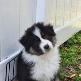 Australian Shepherd Puppies from Solace Australian Shepherds