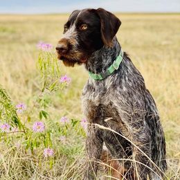 German Wirehaired Pointers from Osborne’s Wirehairs