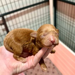 Pink - Red and white female Cockapoo puppy in Denver, Pennsylvania from Greenview Puppies