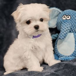 Purple 407-873-8775 - White female Maltese puppy in St. Cloud, Florida from K and E Small Breed Puppies