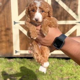 Toby - Red male Bernedoodle puppy in Greenville, Texas from Doodles of Promise