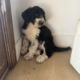 Karli - Black and white female Old English Sheepdog puppy in Acton, California from Fab OES