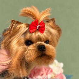 Vera - Blue and gold female Yorkshire Terrier puppy in Placerville, California from Diamond Springs Boutique