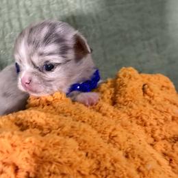Jasper - Merle male Chihuahua puppy in Dime Box, Texas from Color Me Crazy Chihuahuas