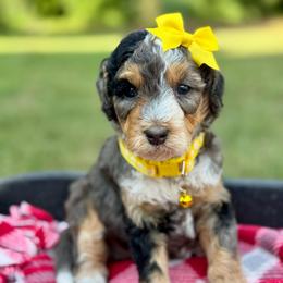 Yellow - Blue merle female Bernedoodle puppy in Hesperia, Michigan from Red Acres Poodles & Doodles
