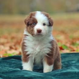 Australian Shepherd Puppies from Circle P Farm