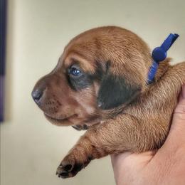 Blueprint K2 Litter - Red male Dachshund puppy in Mountain Grove, Missouri from Blueprint K9 Dachshunds- www.BlueprintK9.com