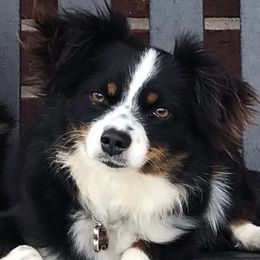 Lindi - Toy Australian Shepherd