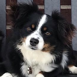 Lindi - Toy Australian Shepherd