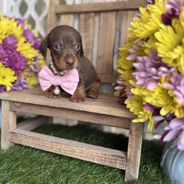 Chocolate and tan short hair - Chocolate and tan female Dachshund puppy in Wills Point, Texas from East Mini Dachshunds Texas