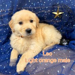 Light orange - Light golden male Golden Retriever puppy in Salt Lake City, Utah from Soaring golden retrievers