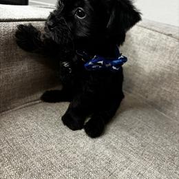 Yorkshire Terrier Puppies from Dee’s pretty puppies