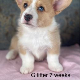 Pink Collar Female-fawn merle - Fawn merle female American Corgi puppy in Coleta, Illinois from Four Leaf Farm- Vom Vierblättriges Bauernhof
