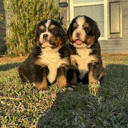 Bernese Mountain Dog Puppies from Faith’s Bernese