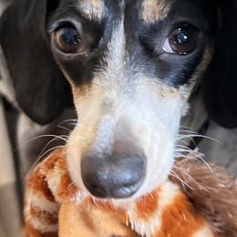 Dachshunds from Lori Compoi