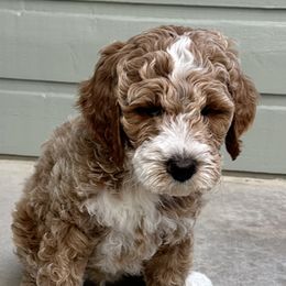 Goldendoodle Puppies from Colorado Dreamin Doodles