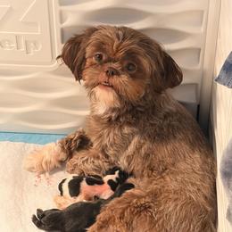Koi koi - Shih Tzu