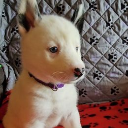 Purple Collar - Black and white female Siberian Husky puppy in Lake Arthur, Louisiana from Gingers Husky Mansion