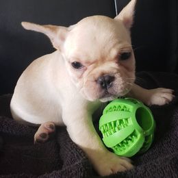 French Bulldogs from Frenchies Of Jewels