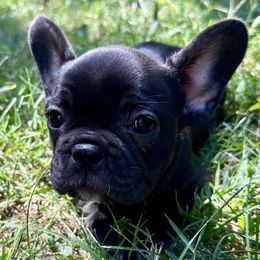 Sue - Brindle and white female French Bulldog puppy in Greenfield, Missouri from Hope Mountain French Bulldogs