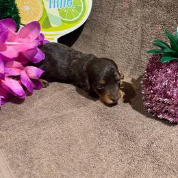 Longhair female - Chocolate female Dachshund puppy in Pleasant Plains, Arkansas from JGBs Silver Spur Dachshunds