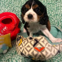 Liam - Tri-color male Cavalier King Charles Spaniel puppy in Tacoma, Washington from Cherilym Gumm's Cavalier King Charles Spaniel