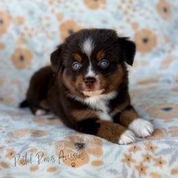 Stark - Red tri male Toy Australian Shepherd puppy in Liberty Hill, Texas from Pistol Paws Aussies