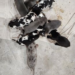 Great Dane Puppies from James Danes