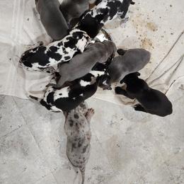 Great Dane Puppies from James Danes