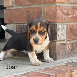 Joan - Black tan and bluetick female Beagle puppy in Mansfield, Missouri from Rippee Creek Kennel