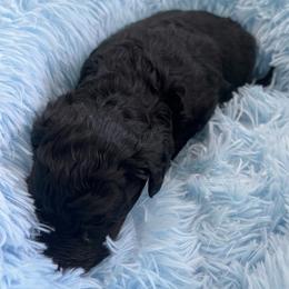 Buddy - Black male Poodle puppy in Sierra Vista, Arizona from KnightWatch K-9