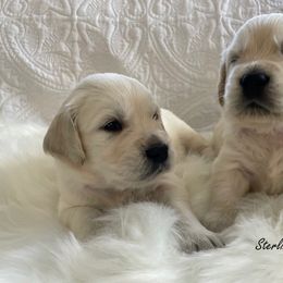 Golden Retriever Puppies from Sterling Goldens